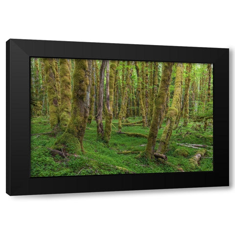 Big Leaf Maple Grove Black Modern Wood Framed Art Print by Mahan, Kathy