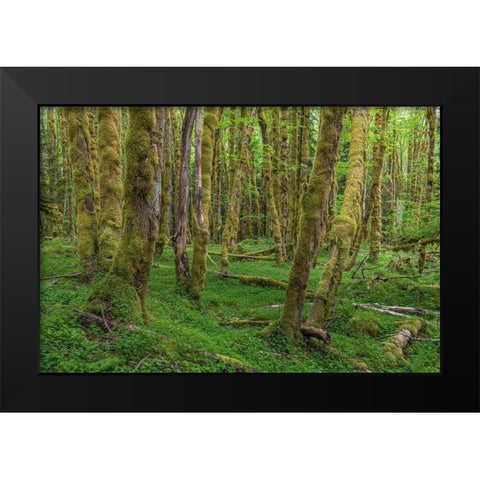 Big Leaf Maple Grove Black Modern Wood Framed Art Print by Mahan, Kathy