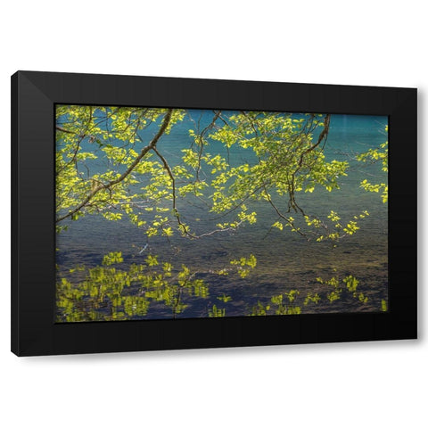 Overhanging Alder Trees I Black Modern Wood Framed Art Print by Mahan, Kathy
