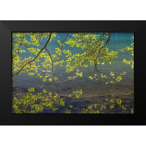 Overhanging Alder Trees I Black Modern Wood Framed Art Print by Mahan, Kathy