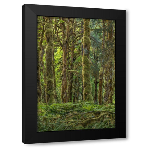 Quinault Rainforest II Black Modern Wood Framed Art Print by Mahan, Kathy
