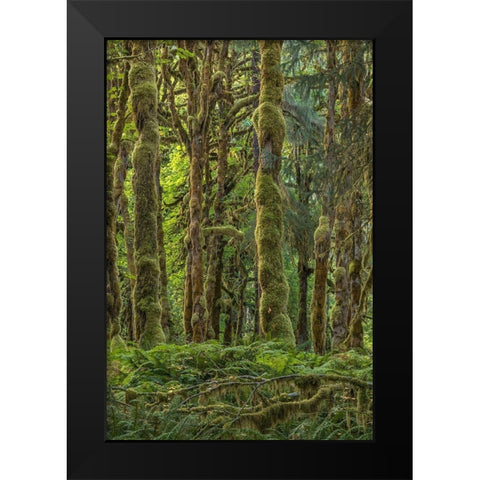 Quinault Rainforest II Black Modern Wood Framed Art Print by Mahan, Kathy