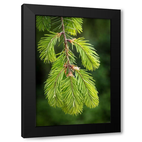 Douglas Fir Growth I Black Modern Wood Framed Art Print by Mahan, Kathy