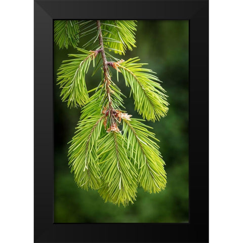Douglas Fir Growth I Black Modern Wood Framed Art Print by Mahan, Kathy