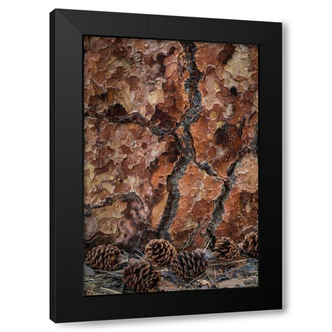 Ponderosa Pine II Black Modern Wood Framed Art Print by Mahan, Kathy