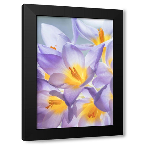 Crocus Blooms I Black Modern Wood Framed Art Print with Double Matting by Mahan, Kathy
