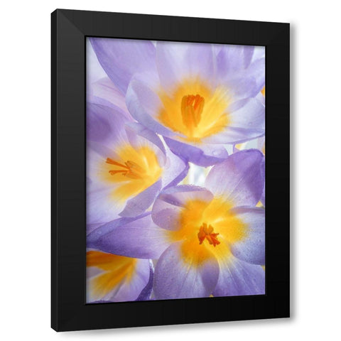 Crocus Blooms II Black Modern Wood Framed Art Print with Double Matting by Mahan, Kathy