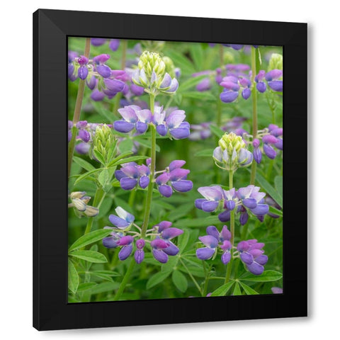 Lupine Blossoms II Black Modern Wood Framed Art Print with Double Matting by Mahan, Kathy