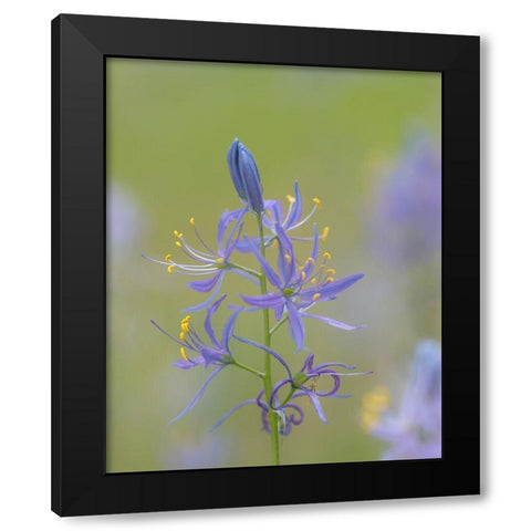 Camas Blossoms Black Modern Wood Framed Art Print with Double Matting by Mahan, Kathy