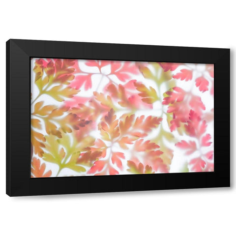 Herb Robert I Black Modern Wood Framed Art Print by Mahan, Kathy