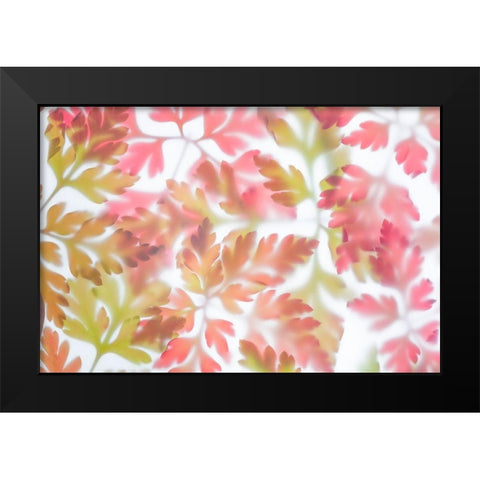 Herb Robert I Black Modern Wood Framed Art Print by Mahan, Kathy