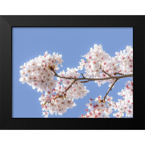 Spring Cherry Blossoms I Black Modern Wood Framed Art Print by Mahan, Kathy