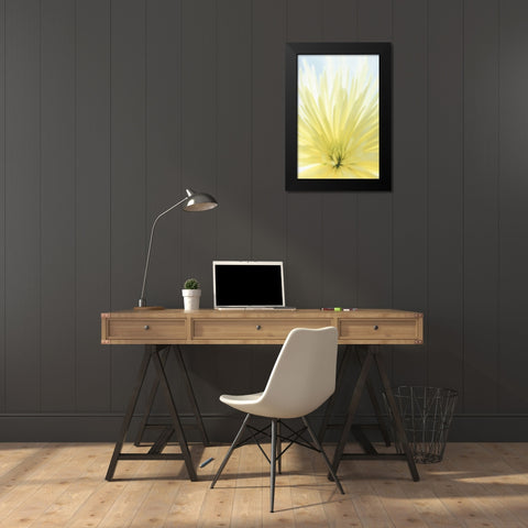 Yellow Chrysanthemum II Black Modern Wood Framed Art Print by Mahan, Kathy