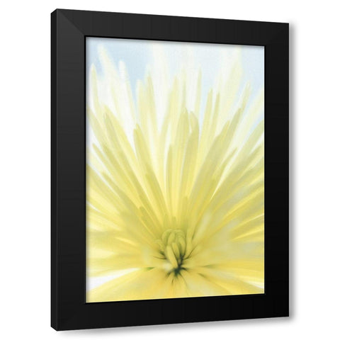 Yellow Chrysanthemum II Black Modern Wood Framed Art Print by Mahan, Kathy