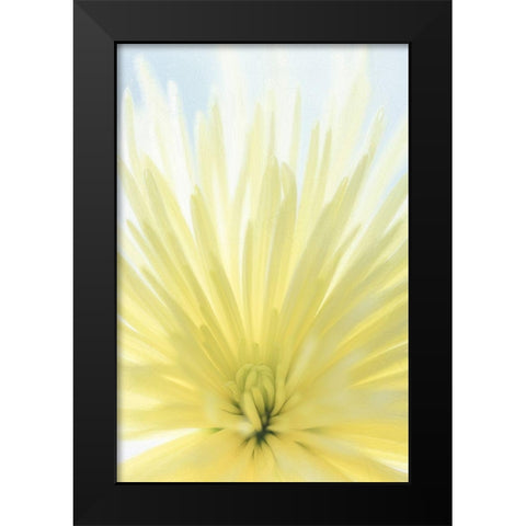 Yellow Chrysanthemum II Black Modern Wood Framed Art Print by Mahan, Kathy