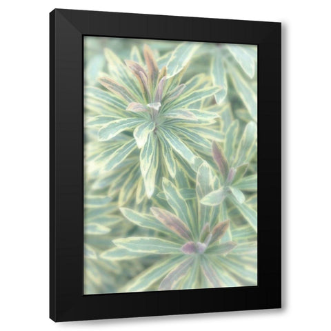 Euphorbia II Black Modern Wood Framed Art Print with Double Matting by Mahan, Kathy