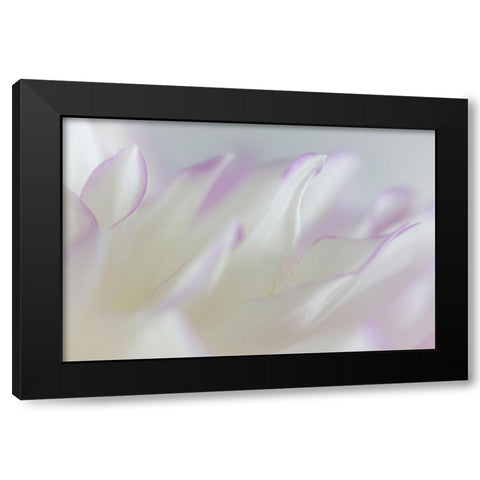 Dahlia Petals I Black Modern Wood Framed Art Print with Double Matting by Mahan, Kathy
