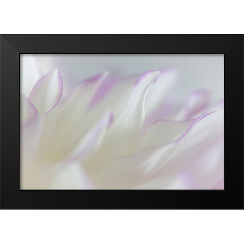Dahlia Petals I Black Modern Wood Framed Art Print by Mahan, Kathy