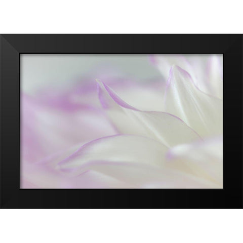 Dahlia Petals II Black Modern Wood Framed Art Print by Mahan, Kathy