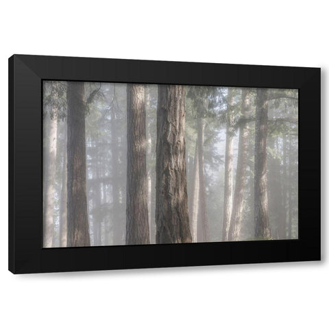 Fog in the Forest I Black Modern Wood Framed Art Print with Double Matting by Mahan, Kathy