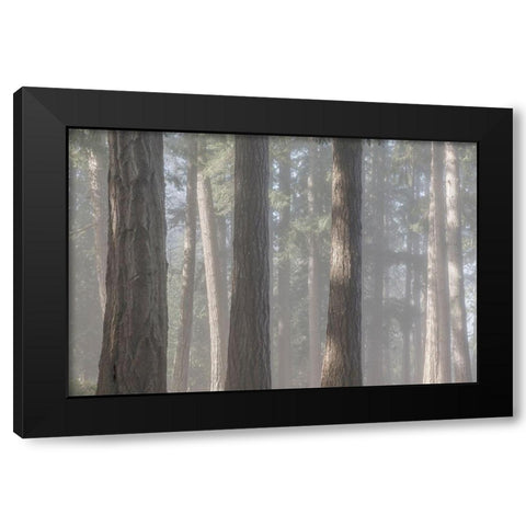 Fog in the Forest II Black Modern Wood Framed Art Print with Double Matting by Mahan, Kathy