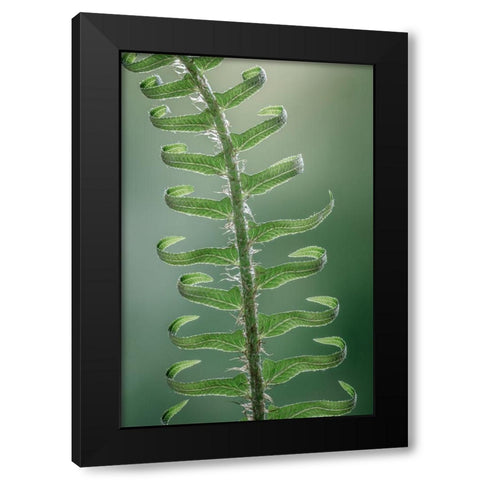 Sword Fern in Spring I Black Modern Wood Framed Art Print with Double Matting by Mahan, Kathy