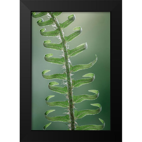 Sword Fern in Spring I Black Modern Wood Framed Art Print by Mahan, Kathy