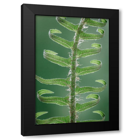 Sword Fern in Spring II Black Modern Wood Framed Art Print with Double Matting by Mahan, Kathy