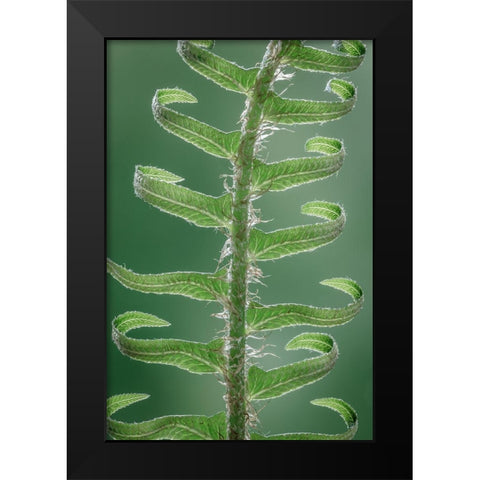 Sword Fern in Spring II Black Modern Wood Framed Art Print by Mahan, Kathy