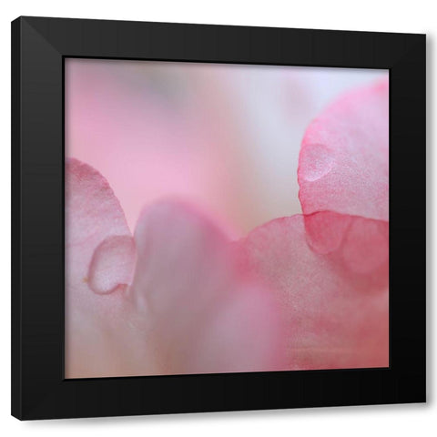 Rhododendron Blossom II Black Modern Wood Framed Art Print with Double Matting by Mahan, Kathy