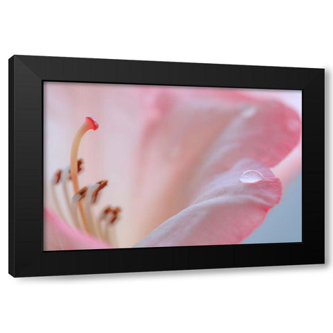 Rhododendron Blossom III Black Modern Wood Framed Art Print with Double Matting by Mahan, Kathy