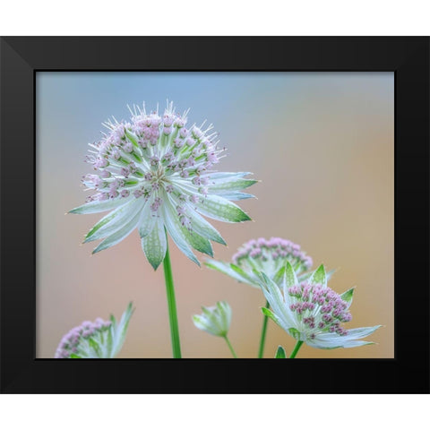 Astrantia Blossoms II Black Modern Wood Framed Art Print by Mahan, Kathy