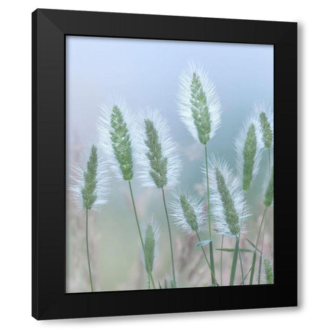 Going to Seed II Black Modern Wood Framed Art Print with Double Matting by Mahan, Kathy