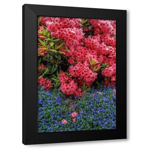 Lithodora and Rhododendron Black Modern Wood Framed Art Print with Double Matting by Mahan, Kathy