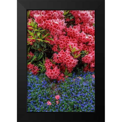 Lithodora and Rhododendron Black Modern Wood Framed Art Print by Mahan, Kathy