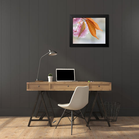 Pink Cherry Blossoms II Black Modern Wood Framed Art Print by Mahan, Kathy