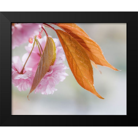 Pink Cherry Blossoms II Black Modern Wood Framed Art Print by Mahan, Kathy