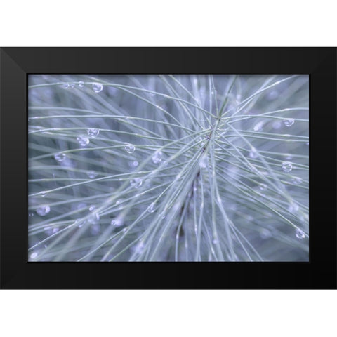 Horsetail II Black Modern Wood Framed Art Print by Mahan, Kathy