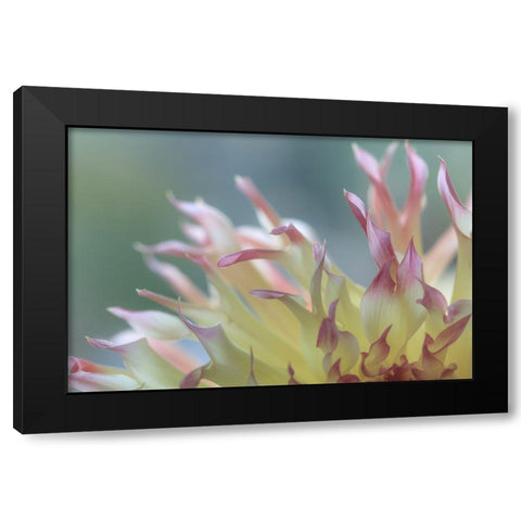 Dahlia Petals II Black Modern Wood Framed Art Print with Double Matting by Mahan, Kathy