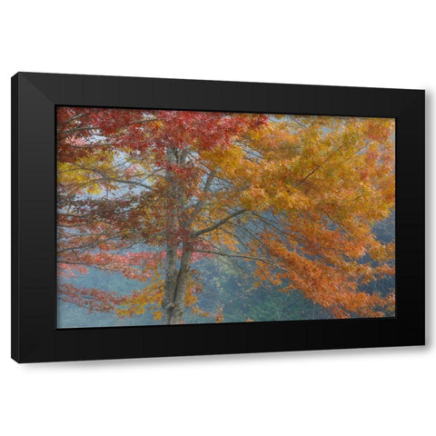Oak Trees in Fall I Black Modern Wood Framed Art Print by Mahan, Kathy
