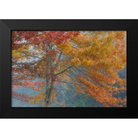 Oak Trees in Fall I Black Modern Wood Framed Art Print by Mahan, Kathy
