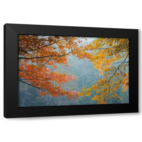 Oak Trees in Fall II Black Modern Wood Framed Art Print by Mahan, Kathy