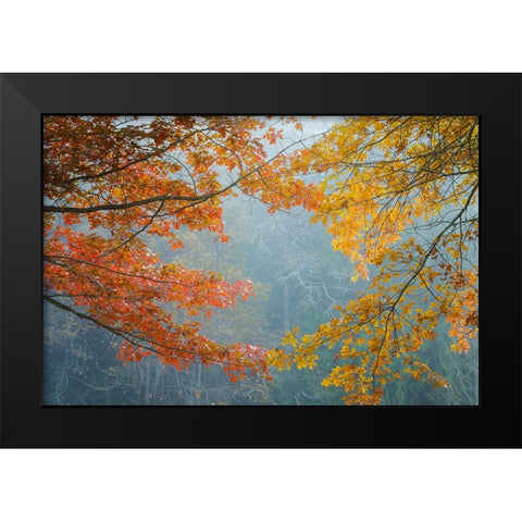 Oak Trees in Fall II Black Modern Wood Framed Art Print by Mahan, Kathy