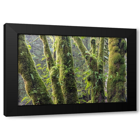 Licorice Ferns I Black Modern Wood Framed Art Print by Mahan, Kathy