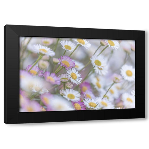 Santa Barbara Daisies I Black Modern Wood Framed Art Print with Double Matting by Mahan, Kathy