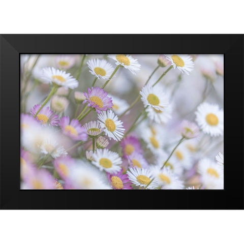 Santa Barbara Daisies I Black Modern Wood Framed Art Print by Mahan, Kathy