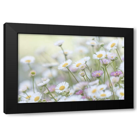 Santa Barbara Daisies II Black Modern Wood Framed Art Print with Double Matting by Mahan, Kathy