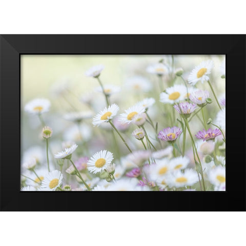 Santa Barbara Daisies II Black Modern Wood Framed Art Print by Mahan, Kathy
