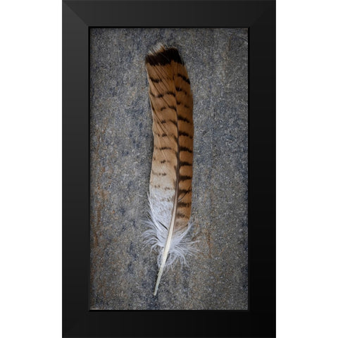 Feather Portrait III Black Modern Wood Framed Art Print by Mahan, Kathy