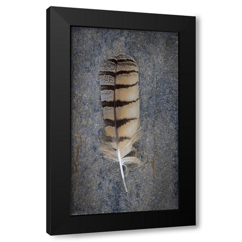 Feather Portrait IV Black Modern Wood Framed Art Print with Double Matting by Mahan, Kathy